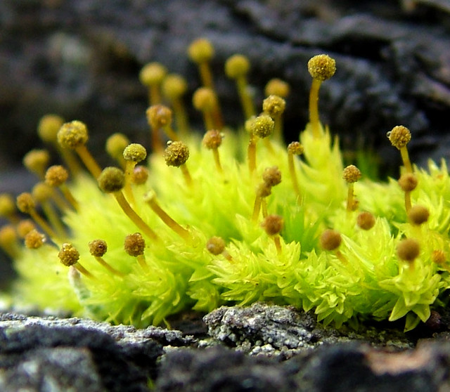 Tiny Moss, detail - Aulacomnium androgynum