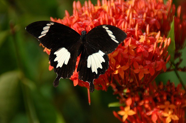 Papilio nephelus sunatus/Black and White Helen