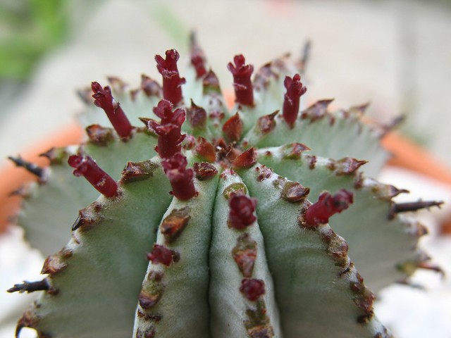 Euphorbia polygona 'Snowflake' (Young Flowers)