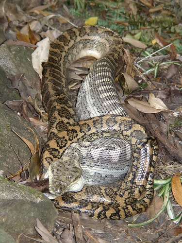 Python relaxing it's death-grip | by xzentric1