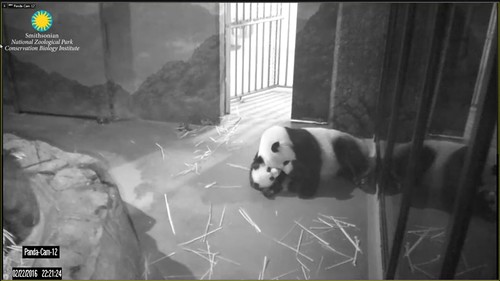 Attribution: Smithsonian's National Zoo | by helenwoo555