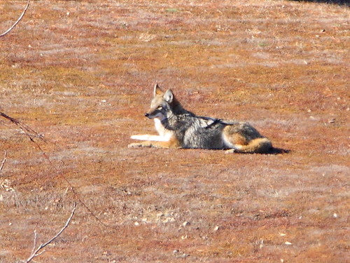 Sunbathing Coyote | I was so surprised to see a Coyote at Mc… | Flickr