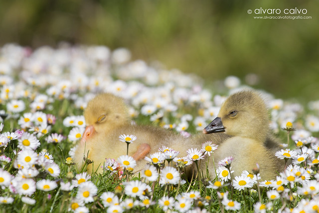 Crías de oca en esta preciosa primavera // Baby goose in this wonderful spring!