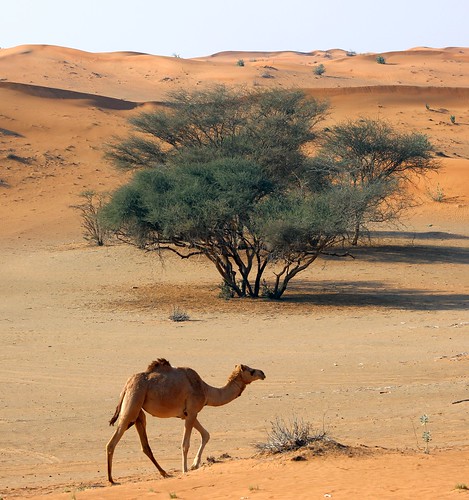 animals desert uae arabia environment camels rak unitedarabemirates rasalkhaimah