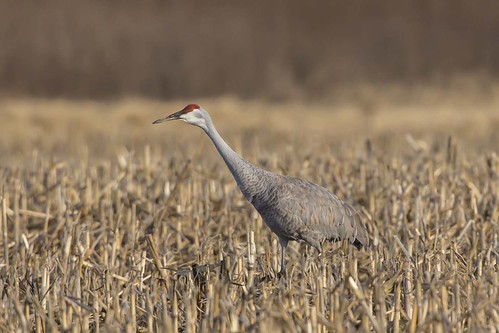 SANDHILL CRANE by nsxbirder, Sacr12158856indiana seymour sandhillcrane gruscanadensis