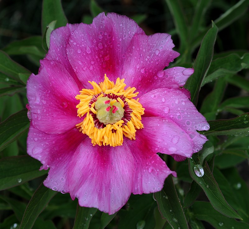 20150515-106F | Pfingstrose (Paeonia officinalis). Monte Baldo, 15.05.2015
