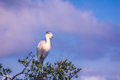 trees beach sunrise pelican whitepelican spoonbill greatwhiteegret littleblueheron 2016 2216 floridakeyswildbirdcenter fkwbc cormornant wowwbc