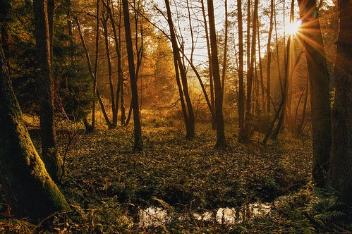 les voda podzim potok stromy slunce svítání ráno
