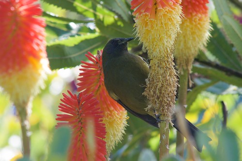 a korimako/NZ bellbird feeding from flowers of red-hot poker, Kniphofia