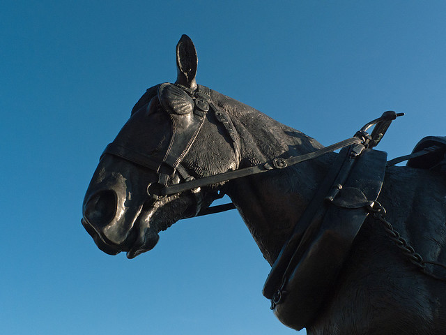 Liverpool Carters Working Horse