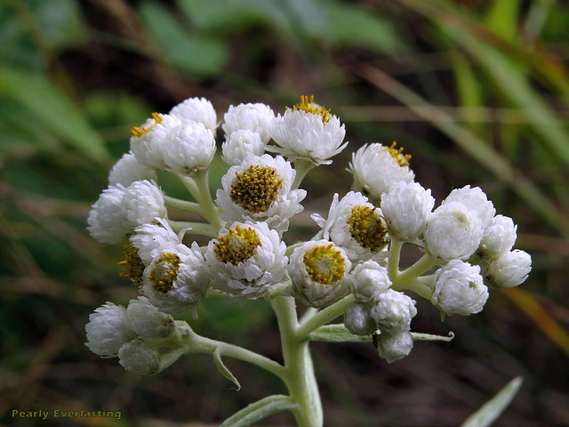 Pearly Everlasting - Anaphalis margaritacea  -   Asteraceae: Aster or Daisy family