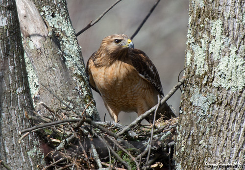 nesting time | by dlcarpenter1970
