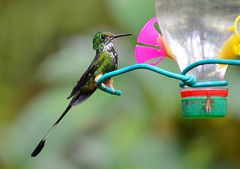 Booted Racket-tail Peruanus