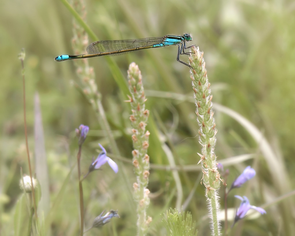 A pretty damselfly at the River Lakes Conservation Area.