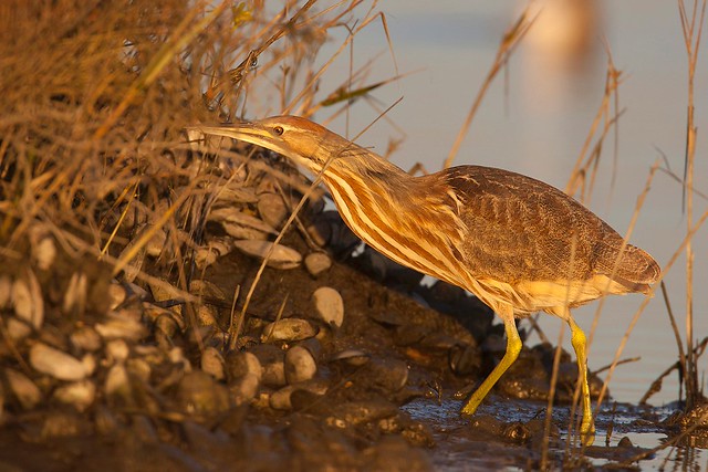 Botaurus lentiginosus | American Bittern | amerikansk rördrom