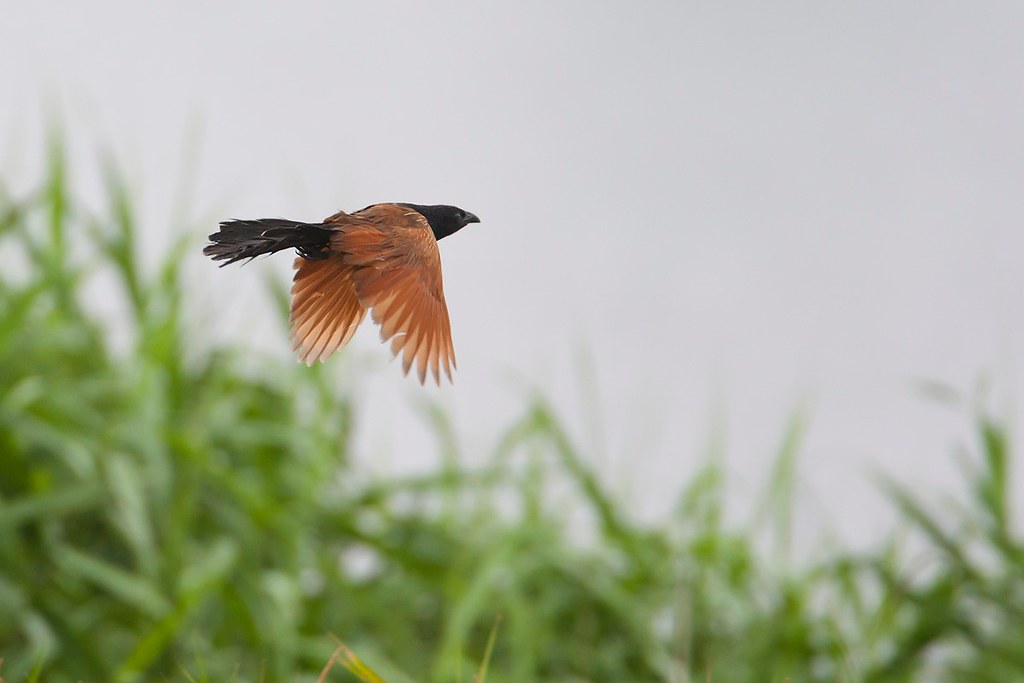 Centropus bengalensis | Lesser Coucal | mindre sporrgök