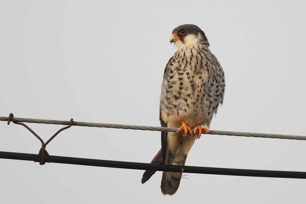 Falco amurensis | Amur Falcon | amurfalk