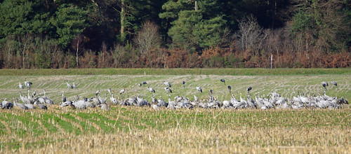 Grues cendrées by PierreG_09, Elles sont bien loin (300 ou 400 mètres à mi-distance de la D10 et de la Petite Baïse).lake bird cra