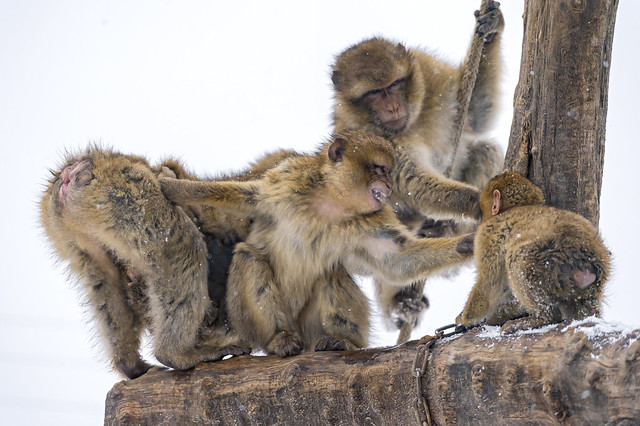 Playing macaques