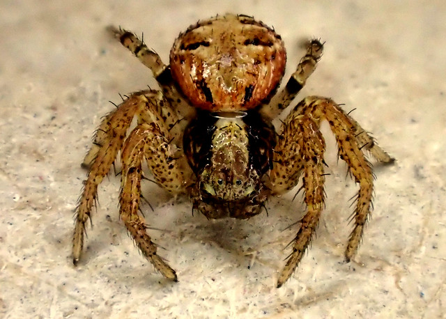 Spider Oxyptila sp. 1a
