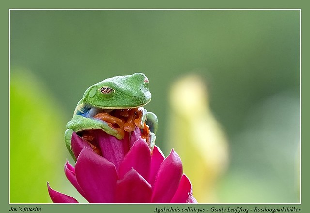 Goudy leaf frog