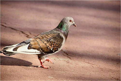pigeon walking on the street.......... | by atsjebosma