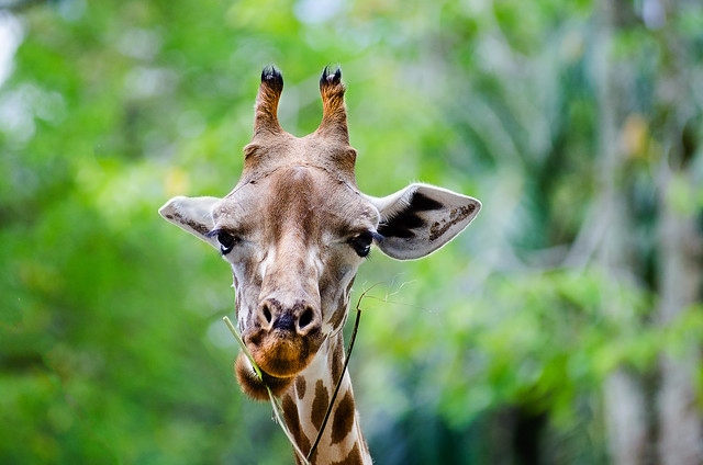 Giraffa Male