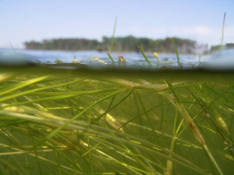 Photo of underwater grass just under the surface