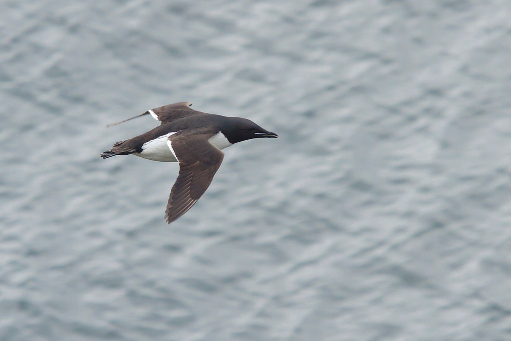 Uria lomvia | Thick-billed Murre | spetsbergsgrissla