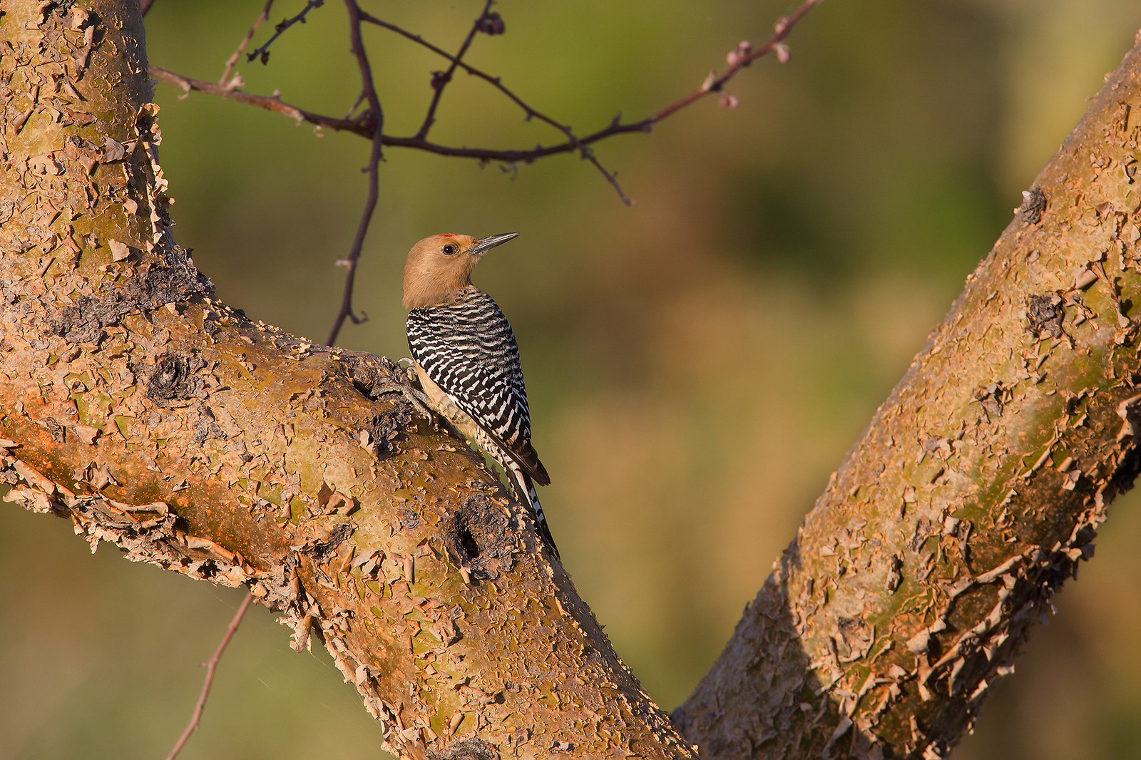 Melanerpes uropygialis | Gila Woodpecker | kaktusspett