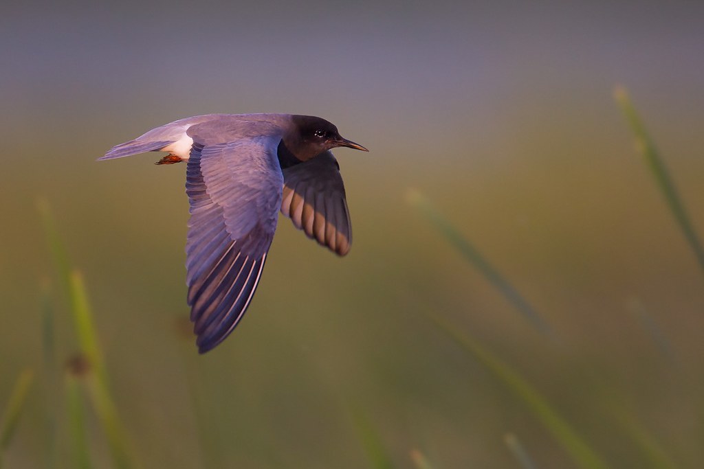 Chlidonias niger | Black Tern | svarttärna