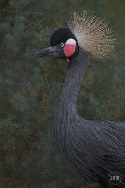 African Black Crowned Crane 2016