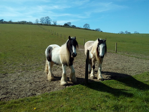 Horses - Berkhamsted Circular I'm lacking equine knowledge so they may be ponies Great feathers and mane though. (I've popped this on the Tring to Berkhamsted walk as this walk is not yet written up)