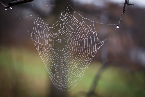 lines spider web spiderweb symmetry