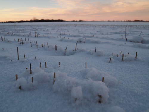 Morinville, Alberta - Snowy Fields by Le monde aux yeux d'une Canadienne, winter sunset snow canada field rural afternoon hiver champs alberta neige campagne aprèsmid
