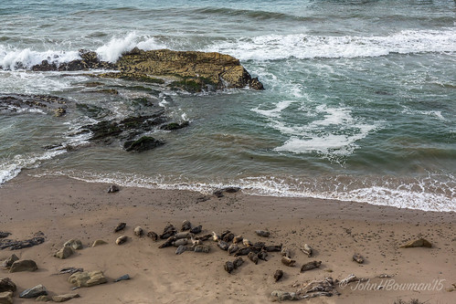 california animals december parks overcast pacificocean seals oceans carpinteria santabarbaracounty smallanimals 2015 localparks tarpitspark canon24704l december2015