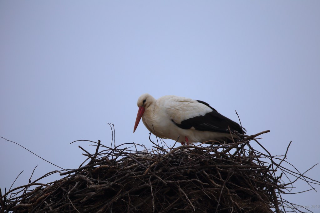 first stork who arrived in 2016_1
