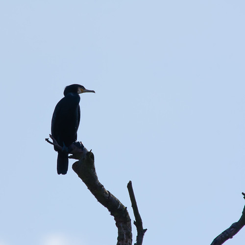 Cormorant on its tree