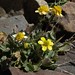 Flickr photo 'alpine buttercup, Ranunculus eschscholtzii var. oxynotus' by: Jim Morefield.