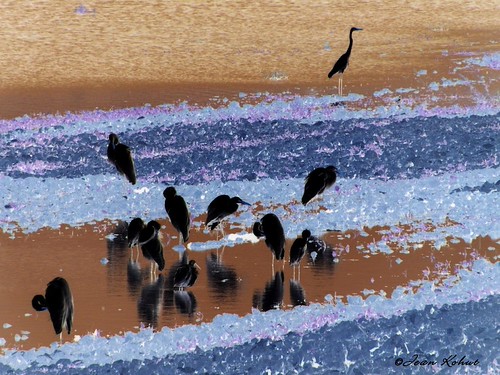 Silhouettes On The Shore | by hpromise-Jean Kohut'