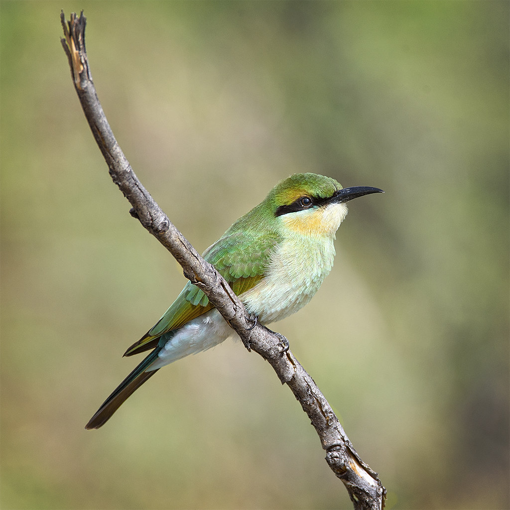 a juvenile rainbow bee eater | Many thanks for the visits, f… | Flickr