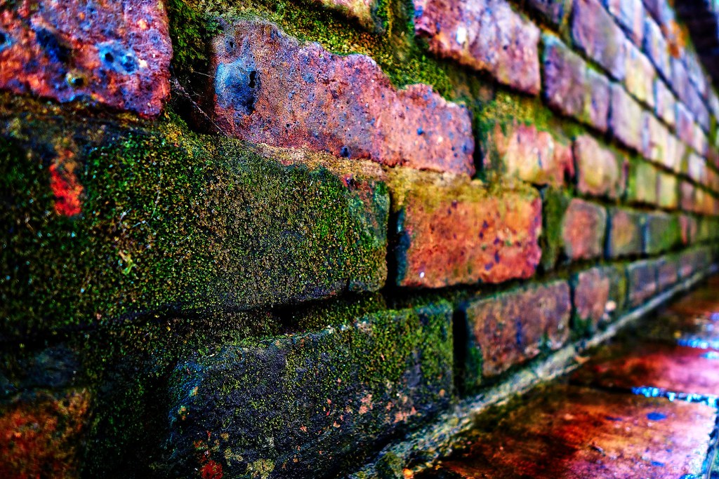 Moss Wall (In Flickr Blog)