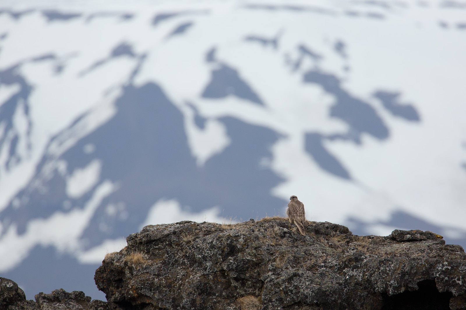 Falco rusticolus | Gyrfalcon | jaktfalk