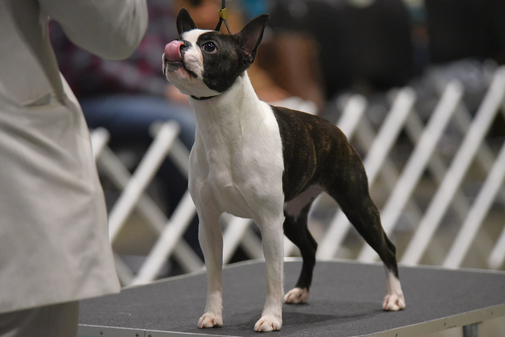 Do I have something on my nose? 2nd place Boston Terrier