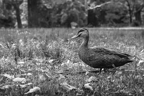 Hacking River duck | by iwikoz6