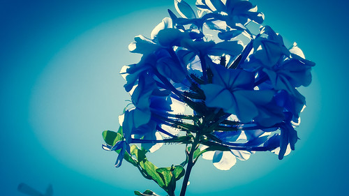 Sun Behind Blue Flowers - Galaxy Note 3 - Adobe Lightroom Android by NextCloser, Taken this morning in my mother's garden with my galaxy note 3 cellphoneblue sunset pordosol wallpap