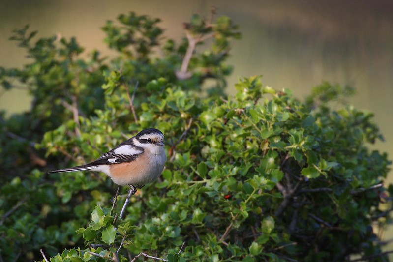 Lanius nubicus | Masked Shrike | masktörnskata