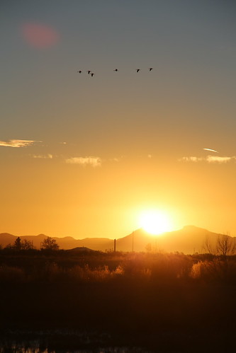 0U1A5260 Whitewater Draw - sunrise, sandhill cranes by SebCheneb47, trees arizona birds clouds sunrise sandhillcrane 2016 whitewaterdraw