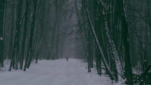 trees winter snow nature forest woods hiking freeze skier pathway vsco