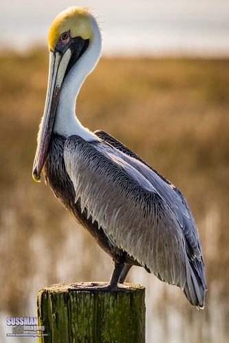 Posing Pelican by The Suss-Man (Mike), Before heading to the Speedway for the NOPI Nationals, I had some time to shoot in Murrells Inlet, S